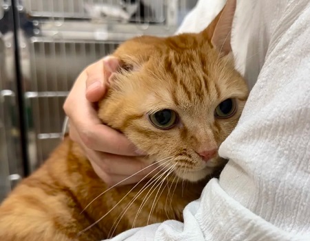 猫咪尿频尿少是什么原因？