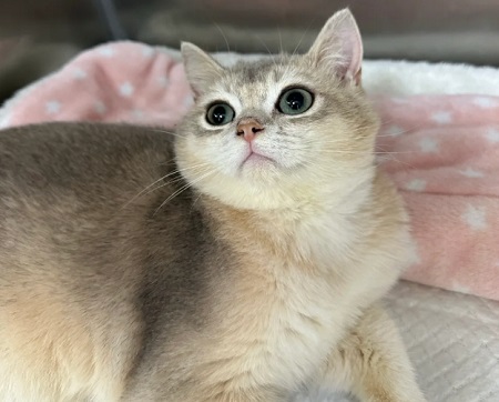 猫癣可以用复方酮康唑软膏涂抹吗？
