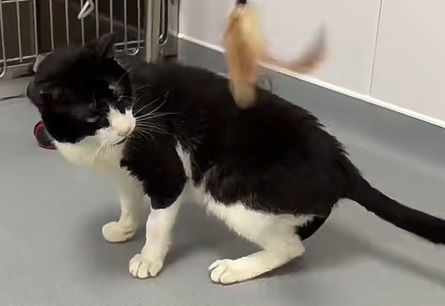 猫吐毛球怎么办，解决方法？