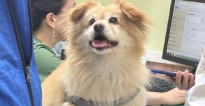 狗狗一直挠脖颈是什么皮肤病