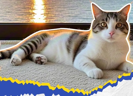 猫咪呕吐物里有虫子