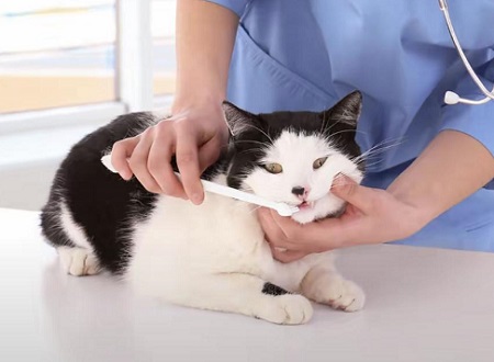 小猫掉毛非常严重怎么办？