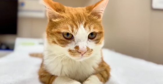猫软便带血，什么原因？