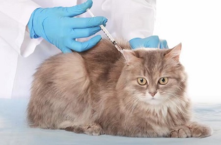 猫咪突然浑身抽搐怎么回事？