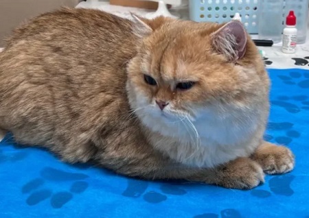 猫癣上药后皮肤发黑是怎么回事？
