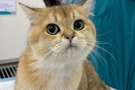 猫咪脚垫和耳朵发热是什么原因？