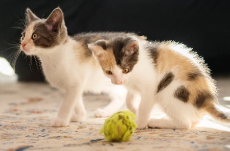 猫洗澡当天可以打疫苗吗？