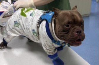 幼犬流脓鼻涕，怎么回事？