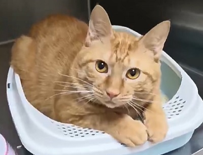 猫咪长期不晒太阳会怎么样？
