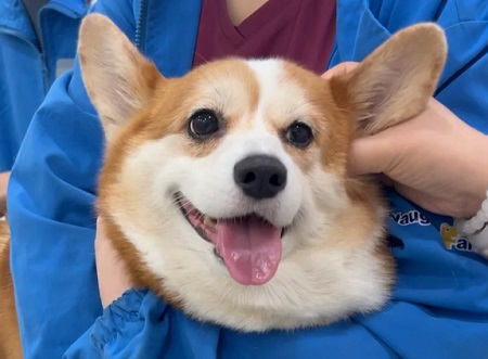 狗狗剖腹产的花费大吗？需要多少钱？