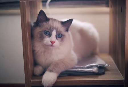 猫感冒打针好还是吃药好？