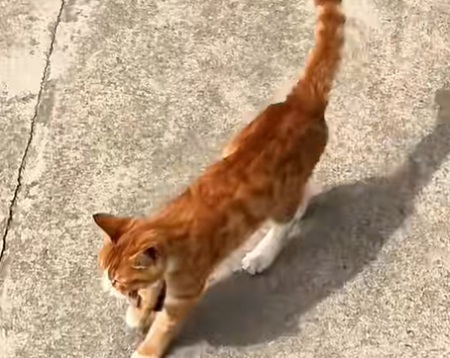 猫咪能上高铁吗？宠物寄养