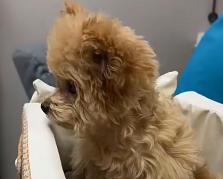 狗狗为什么吃洋葱会中毒？