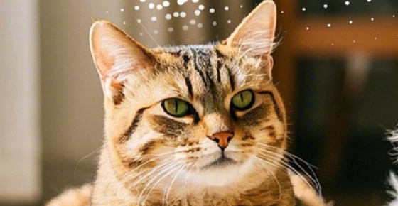 猫罐头和肉哪个更有营养？