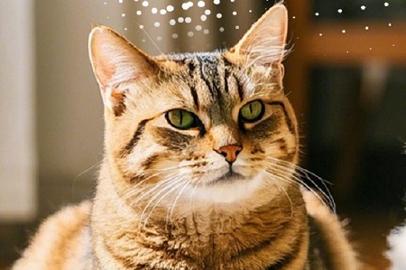 猫咪可以喝自来水吗？