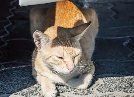 怎么给猫咪掏耳朵？