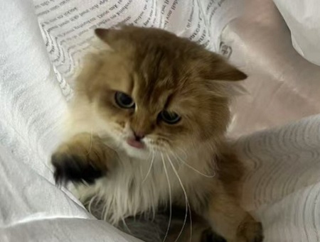 猫咪发情期有少量出血吗？