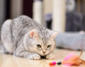 猫尿频尿血是什么原因？