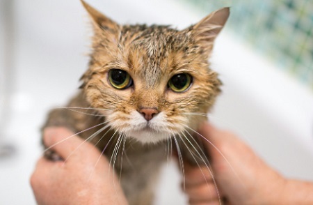 猫抽搐流口水，怎么办？