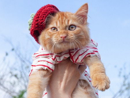 猫咪绝育之后醒过来很暴躁怎么办？