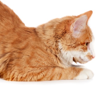 猫咪吐黄水带点血丝怎么回事？
