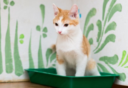 小猫被喷了杀虫剂后一直吐白沫怎么办？
