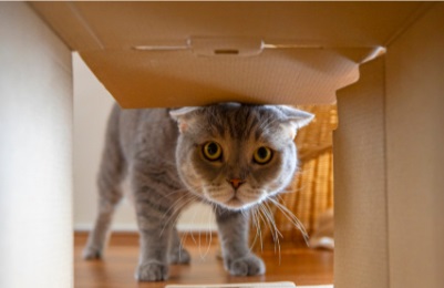 猫咪流青黄鼻涕打喷嚏