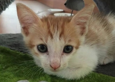 猫咪不吃不喝就睡觉，很没精神