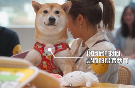 狗身上起红疙瘩脱毛怎么办？