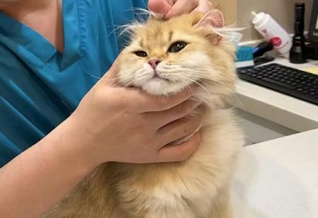猫咪眼睛流泪有红血丝什么原因？