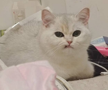 猫咪体外驱虫后吐白沫