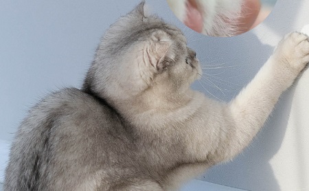 猫咪一直在地上打滚是怎么回事？
