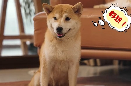 小狗屁股蹭地的动作是怎么回事？