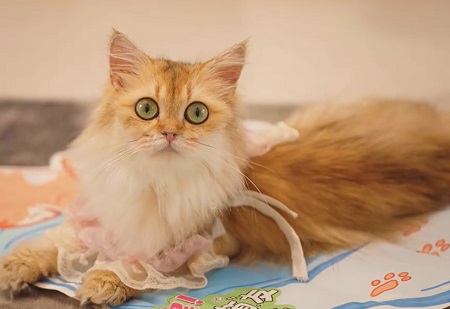 猫咪需要定时清理耳朵吗？