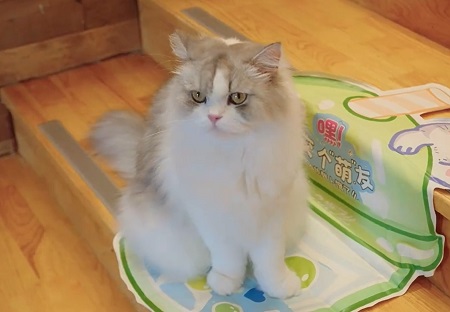 猫打妙三多预防什么疾病？