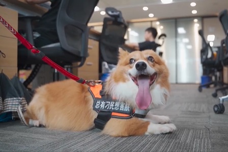狗打疫苗后拉血是怎么回事？