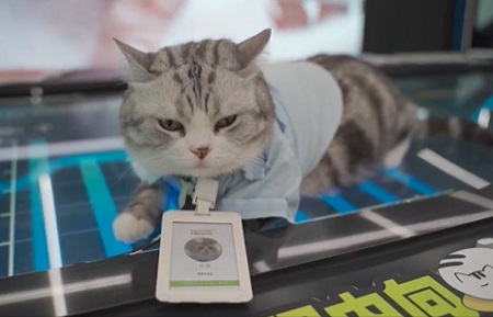 猫咪腹泻好几天了怎么办？
