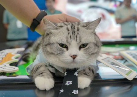 猫拉肚子会自愈吗？