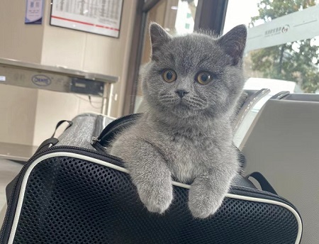 猫咪绝育前需要做什么准备？