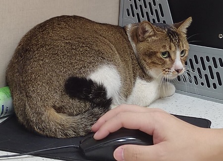 猫耳朵里有脓水怎么办？