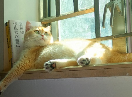 猫咪多长时间洗一次澡比较好？