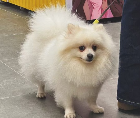 狗狗尿血吃哪个消炎药？