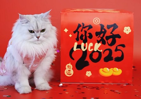 小猫眼睛有眼屎怎么办用什么药？