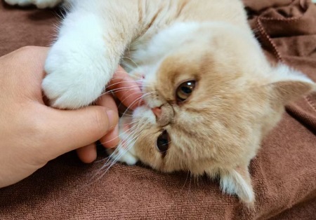 猫咪拉出白色蠕动小虫子