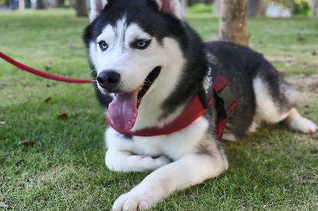 狗能吃阿莫西林消炎吗？