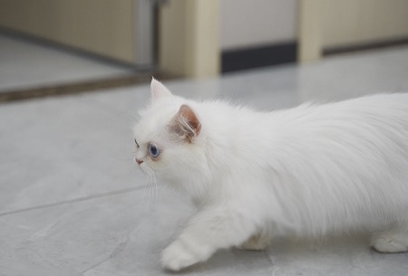 猫长癣怎么办用什么药？