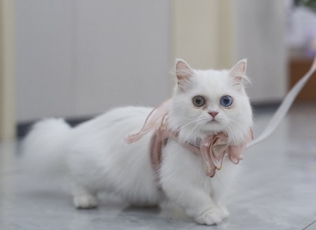 猫咪摔成内伤一般能活几天？