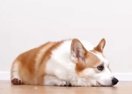  狗狗误食巧克力怎么办？