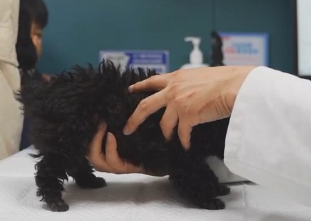 狗狗被车撞怎么判断有没有事？