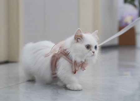 小猫拉屎带血是怎么回事？